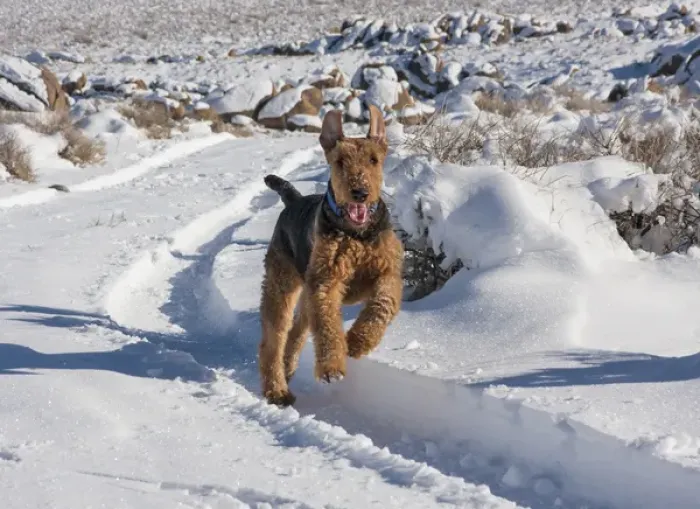 Framed Print : Airedale Terrier running through snow