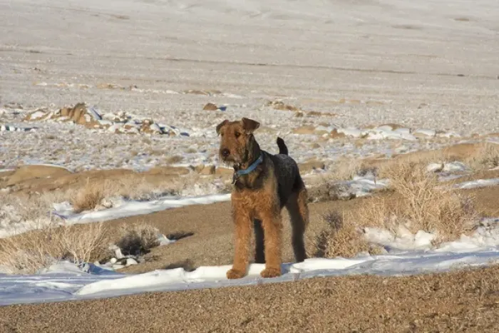 Framed Print : Airedale Terrier standing in Alabama Hills NRA, California Framed Print : Airedale Terrier standing in Alabama Hills NRA, California