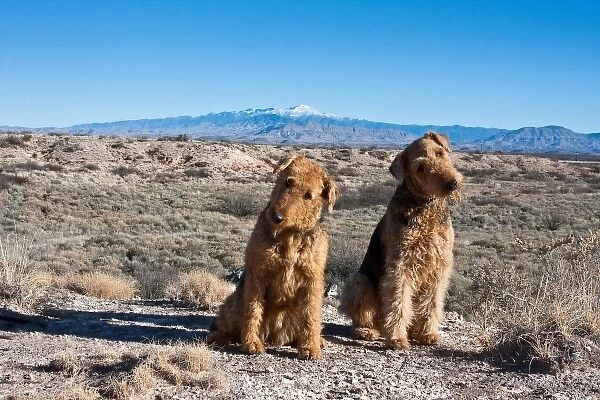 Two Airedale Terriers sitting in the New Mexico desert with the Sierra Blanco Mountain