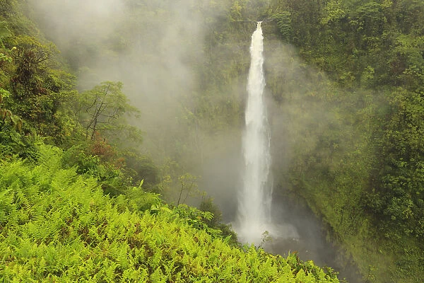 Akaka Falls, 442 feet high, Akaka Falls State Park, Hamakua Coast, Big Island, Hawaii