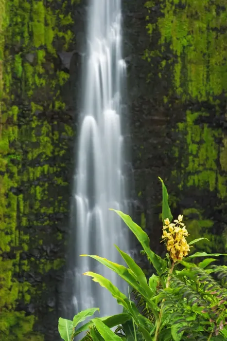 Framed Print : Akaka Falls and kahili ginger, Akaka Falls State Park, Hamakua Coast, Big Island