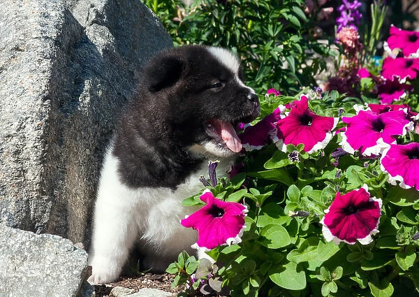 Akita Puppy in the flowers