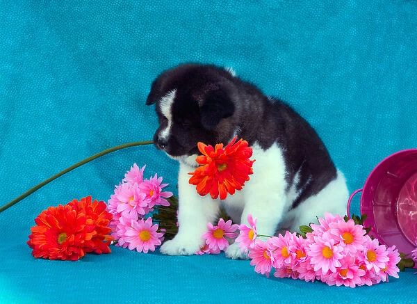 Akita Puppy with flowers