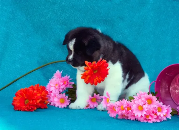 Framed Print : Akita Puppy with flowers Framed Print : Akita Puppy with flowers