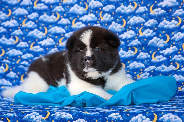 Akita Puppy with moons and stars