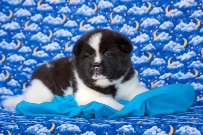 Framed Print : Akita Puppy with moons and stars Framed Print : Akita Puppy with moons and stars