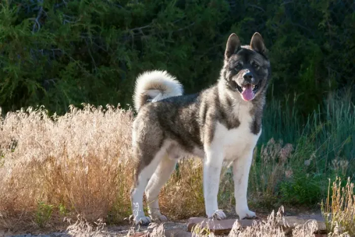 Framed Print : Akita standing near dried grasses Framed Print : Akita standing near dried grasses