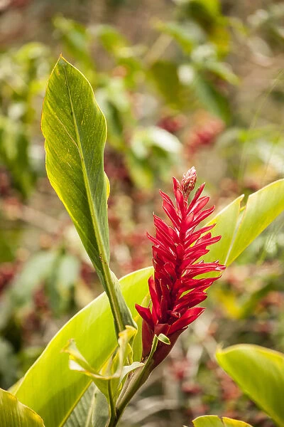 Alajuela Poas Volcano area of Costa Rica. Red ginger plant in flower