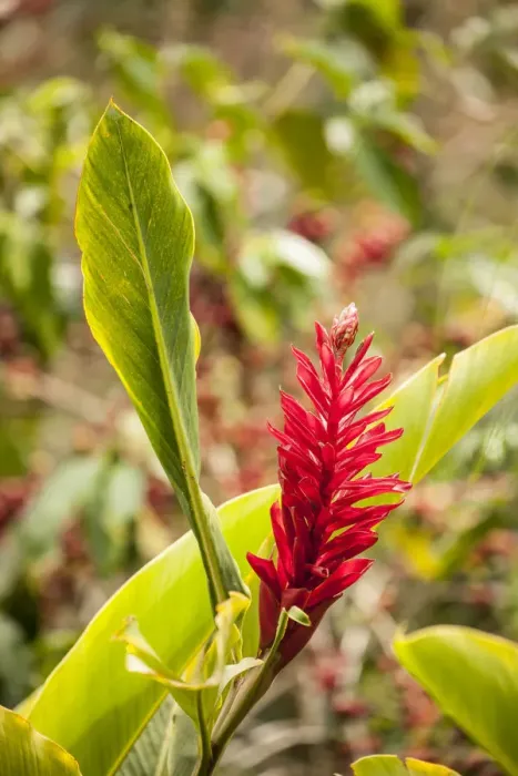 Framed Print : Alajuela Poas Volcano area of Costa Rica. Red ginger plant in flower Framed Print : Alajuela Poas Volcano area of Costa Rica. Red ginger plant in flower