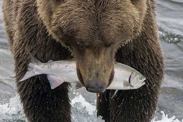 Alaska, Brooks Falls. Grizzley bear holding a salmon in its mouth