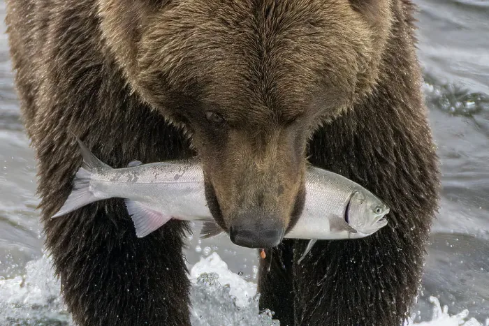 Framed Print : Alaska, Brooks Falls. Grizzley bear holding a salmon in its mouth Framed Print : Alaska, Brooks Falls. Grizzley bear holding a salmon in its mouth