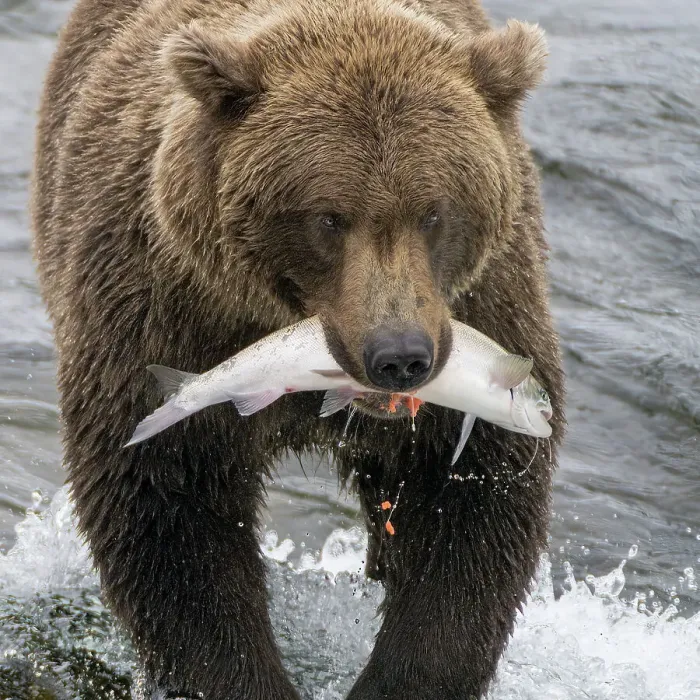 Framed Print : Alaska, Brooks Falls. Grizzley bear holding a salmon in its mouth Framed Print : Alaska, Brooks Falls. Grizzley bear holding a salmon in its mouth