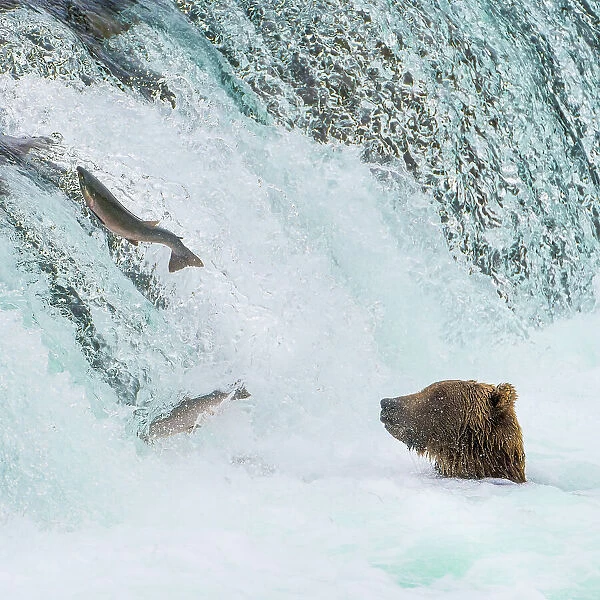 Alaska, Brooks Falls. Grizzly bear at the base of the falls watching fish jump