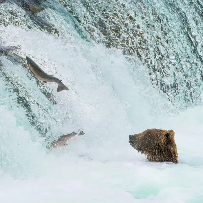 Framed Print : Alaska, Brooks Falls. Grizzly bear at the base of the falls watching fish jump