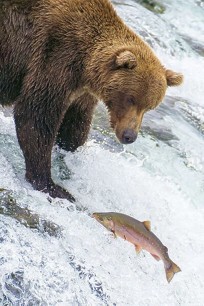 Alaska, Brooks Falls. Grizzly bear at the top of the falls watching a fish jump