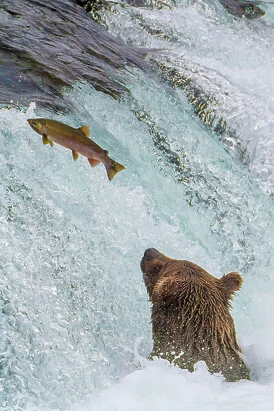Alaska, Brooks Falls. Grizzly ear at the base of the falls watching a fish jump