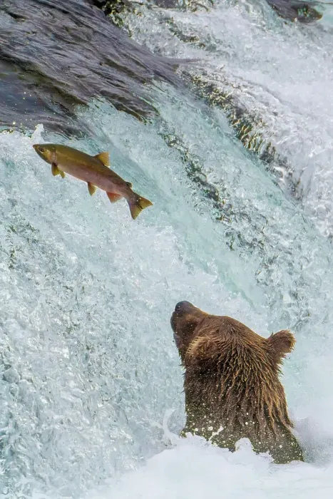 Framed Print : Alaska, Brooks Falls. Grizzly ear at the base of the falls watching a fish jump