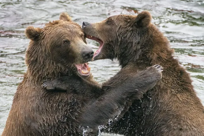 Framed Print : Alaska, Brooks Falls, Two young grizzly bears playing Framed Print : Alaska, Brooks Falls, Two young grizzly bears playing