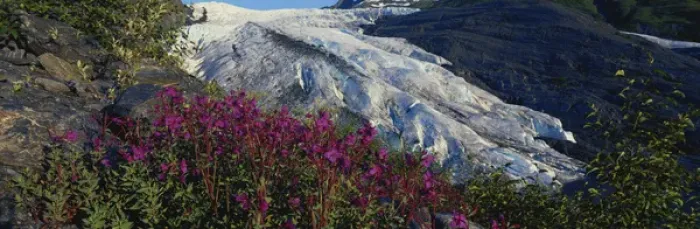 Framed Print : 06. Alaska, Chugach Mountains, View of fireweeds and Worthington Glacier at dawn