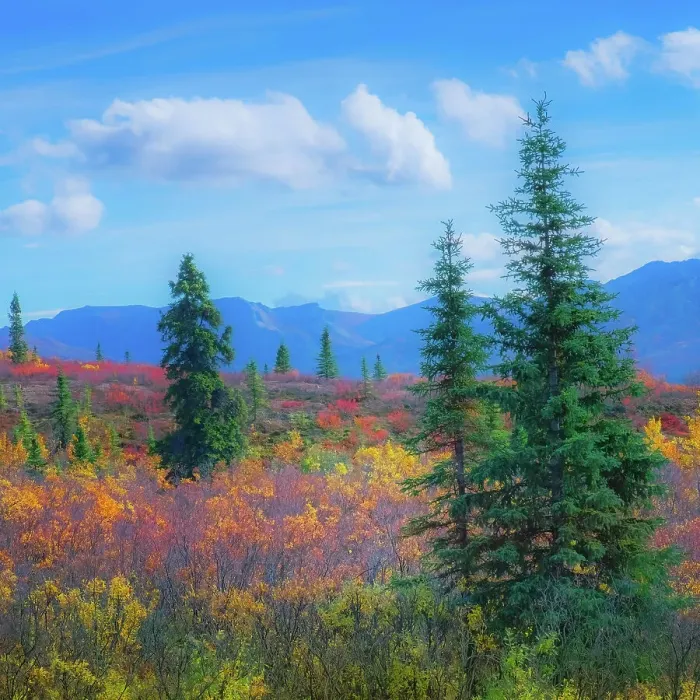 Framed Print : Alaska, Denali National Park. Fall landscape with fall colors