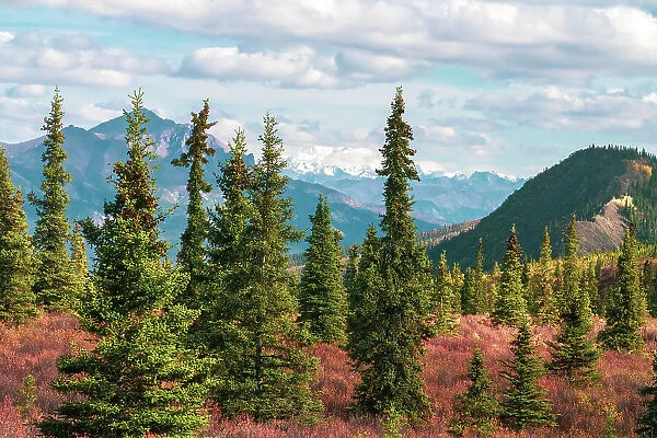 Alaska, Denali National Park. Fall landscape with pine trees and mountain snow