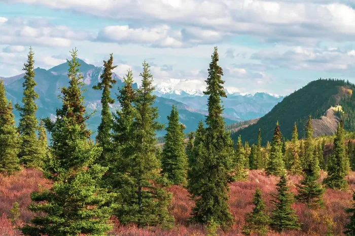 Framed Print : Alaska, Denali National Park. Fall landscape with pine trees and mountain snow