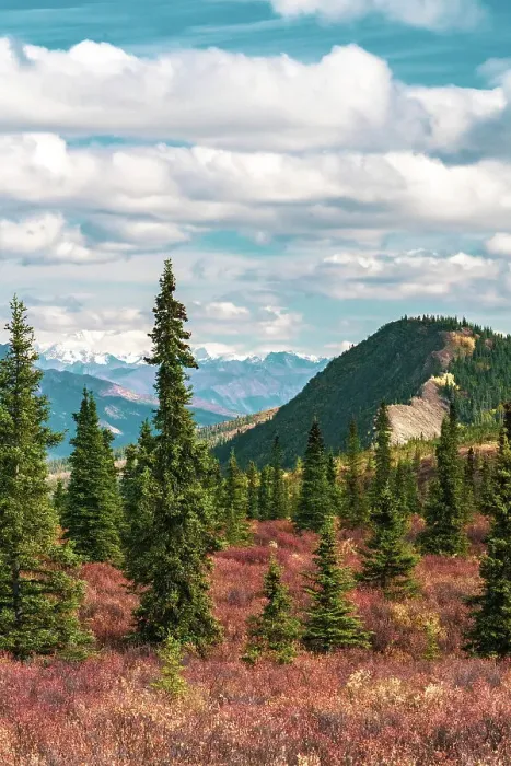 Framed Print : Alaska, Denali National Park. Fall landscape with pine trees and mountain snow