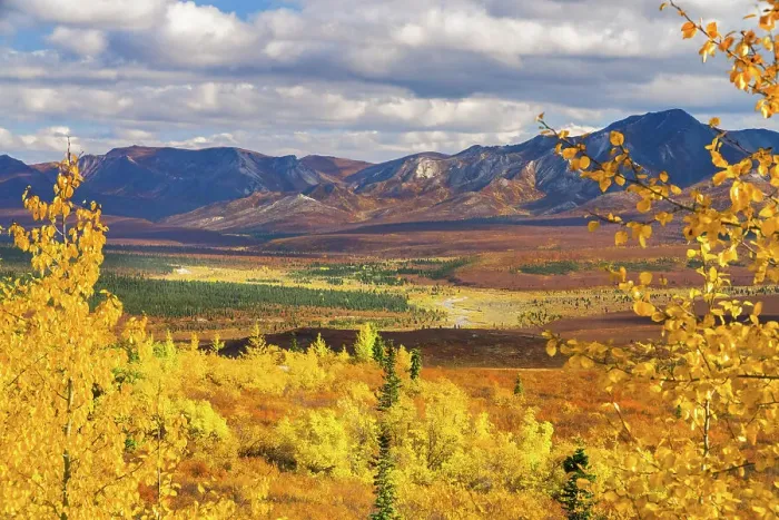 Framed Print : Alaska, Denali National Park. Golden landscape of valley and mountains Framed Print : Alaska, Denali National Park. Golden landscape of valley and mountains