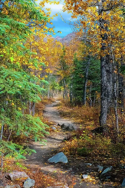 Alaska, Denali National Park. A hiking trail through fall foliage
