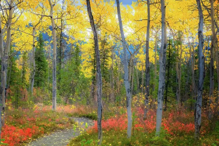 Framed Print : Alaska, Denali National Park. Path along a colorful fall landscape Framed Print : Alaska, Denali National Park. Path along a colorful fall landscape
