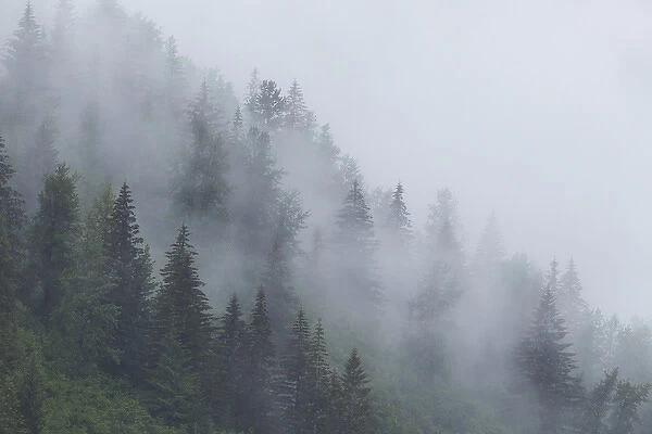 Alaska, Glacier Bay National Park. Fog shrouds trees on steep slopes in the Tongass