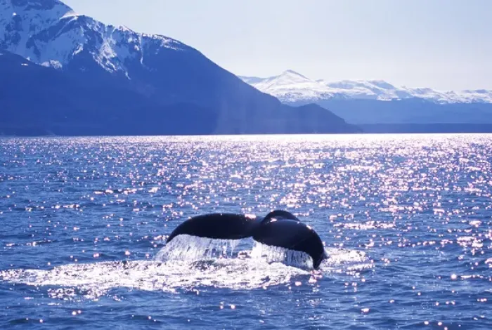Framed Print : Alaska, Humpback Whale Framed Print : Alaska, Humpback Whale