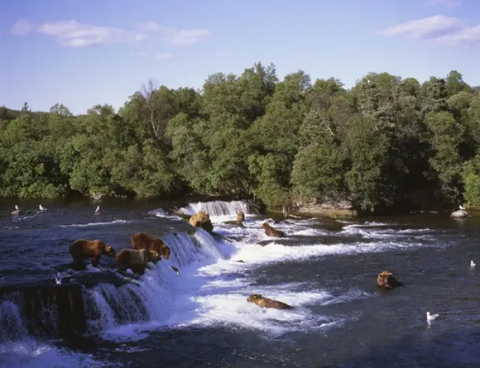 Framed Print : Alaska, Katmai National Park Boooks Falls. Alaska brown bears feed on spawning salmon Framed Print : Alaska, Katmai National Park Boooks Falls. Alaska brown bears feed on spawning salmon