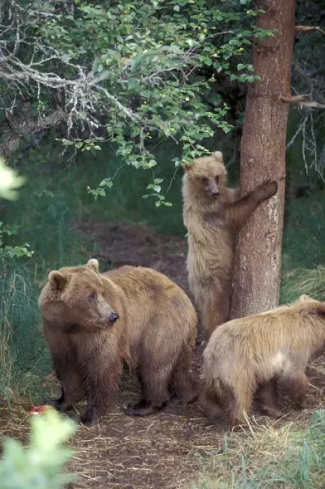 Framed Print : Alaska, Katmai National Park Grizzly cubs in woods by spruce tree Framed Print : Alaska, Katmai National Park Grizzly cubs in woods by spruce tree