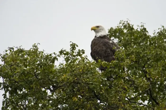 Framed Print : Alaska. Katmai NP. Bald Eagle Framed Print : Alaska. Katmai NP. Bald Eagle