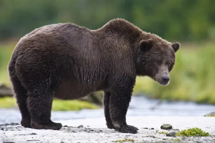 Framed Print : Alaska. Katmai NP. Coastal Brown Bear fishing for salmon Framed Print : Alaska. Katmai NP. Coastal Brown Bear fishing for salmon