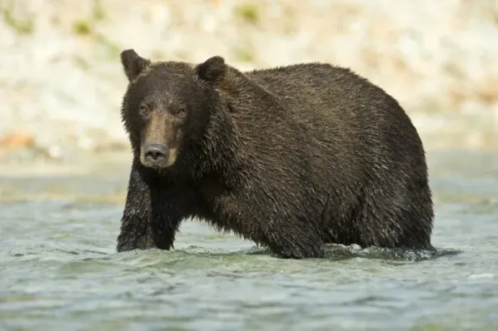 Framed Print : Alaska. Katmai NP. Coastal Brown Bear fishing for salmon Framed Print : Alaska. Katmai NP. Coastal Brown Bear fishing for salmon