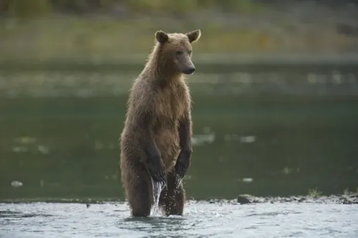 Framed Print : Alaska. Katmai NP. Coastal Brown Bear fishing for salmon Framed Print : Alaska. Katmai NP. Coastal Brown Bear fishing for salmon