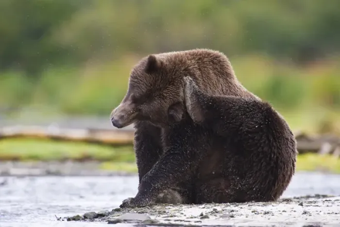 Framed Print : Alaska. Katmai NP. Coastal Brown Bear taking a break while fishing for salmon Framed Print : Alaska. Katmai NP. Coastal Brown Bear taking a break while fishing for salmon