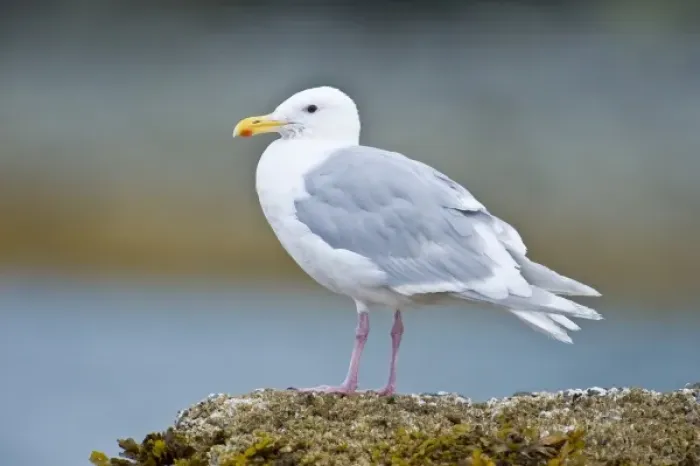 Framed Print : Alaska. Katmai NP. Glaucous-winged Gull Framed Print : Alaska. Katmai NP. Glaucous-winged Gull