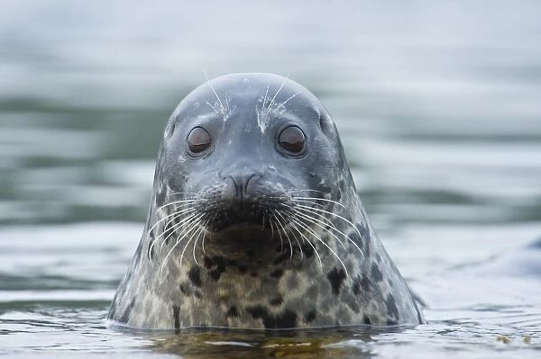 Alaska. Katmai NP. Harbor Seal