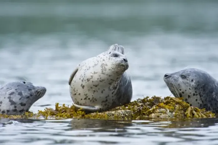 Framed Print : Alaska. Katmai NP. Harbor Seals Framed Print : Alaska. Katmai NP. Harbor Seals