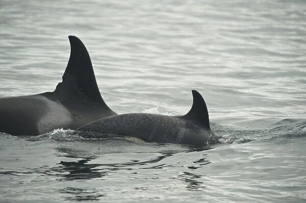 Alaska. Katmai NP. Orcas in the Shelikof Strait