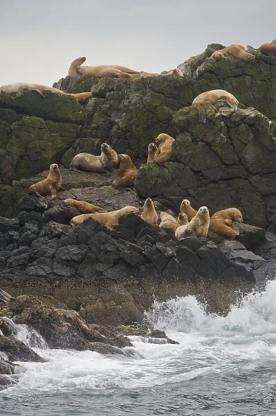 Alaska. Katmai NP. Steller Sea Lions in the Shelikof Strait