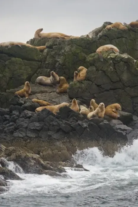 Framed Print : Alaska. Katmai NP. Steller Sea Lions in the Shelikof Strait
