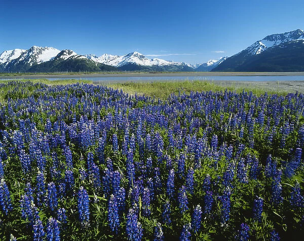 06. Alaska, Kenai National Wildlife Refuge, Lupine and Kenai Mountains