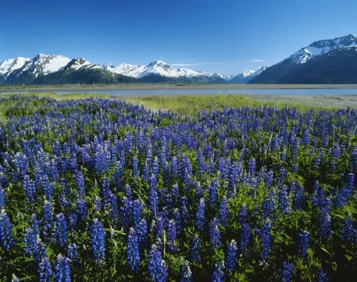 Framed Print : 06. Alaska, Kenai National Wildlife Refuge, Lupine and Kenai Mountains Framed Print : 06. Alaska, Kenai National Wildlife Refuge, Lupine and Kenai Mountains