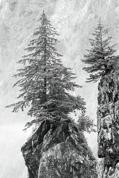 Alaska, Kenai Peninsula. Black and white image of pine tree on a monolith