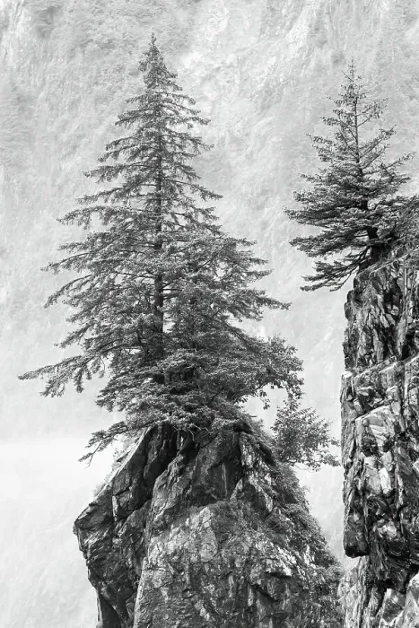 Framed Print : Alaska, Kenai Peninsula. Black and white image of pine tree on a monolith