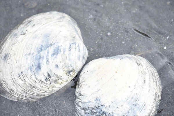 Alaska, Ketchikan, clam shells on beach